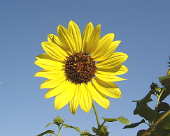 ファイル 1487-1.jpg